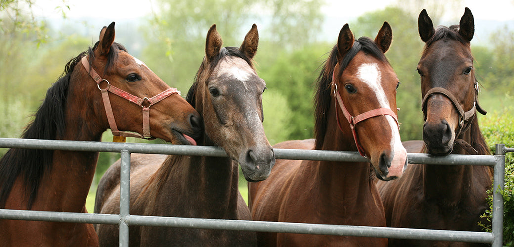 Equine Nutritional Supplements